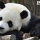 Panda wielka - cud natury, który musimy chronić